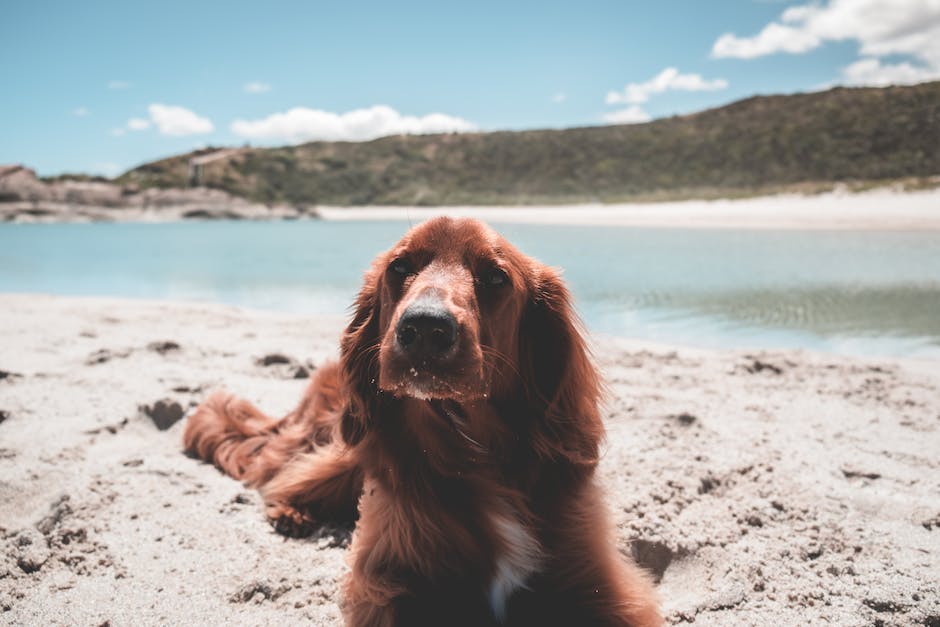 Irish Setter Dog Breed