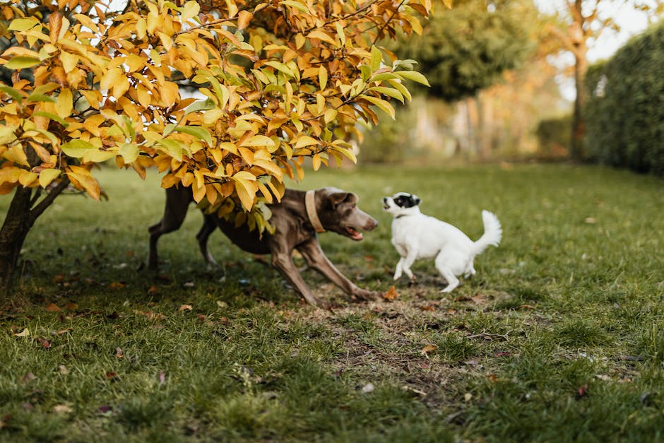 Weimaraner