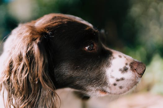 English Springer Spaniel