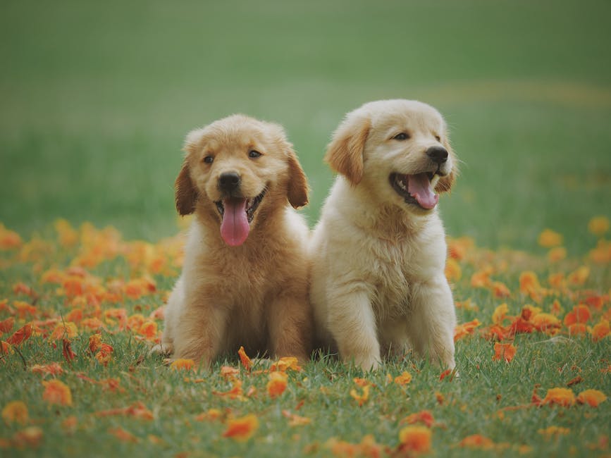 Newfoundland Dog Breed