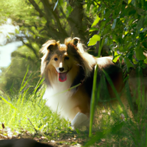 Shetland Sheepdog