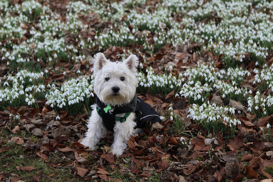 Welsh Terrier