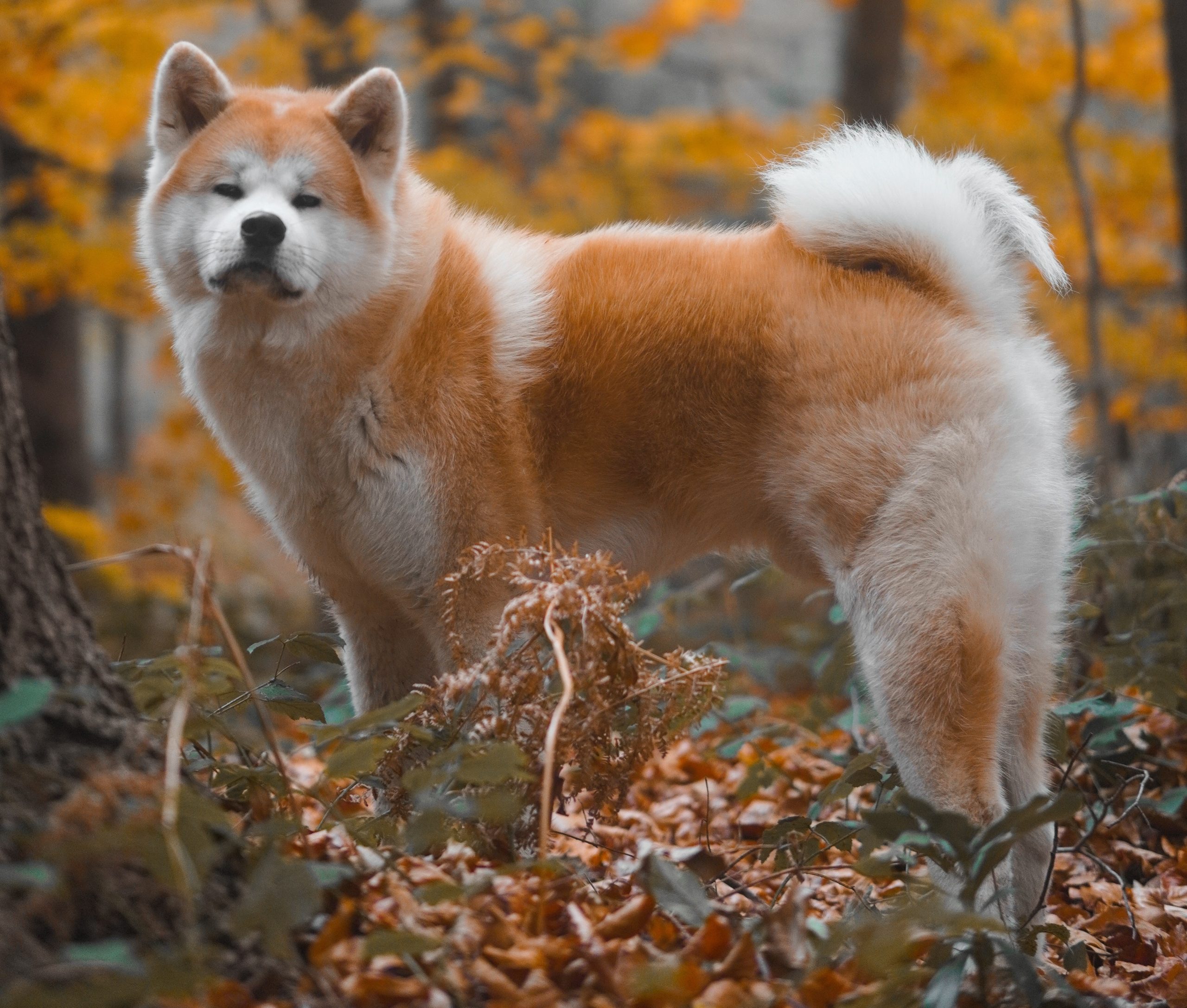 Akita Dog Breed