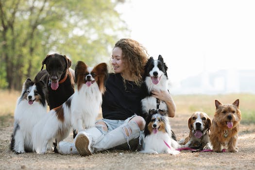 Shetland Sheepdog