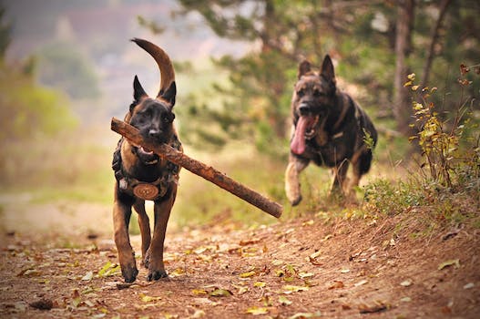 Belgian Malinois