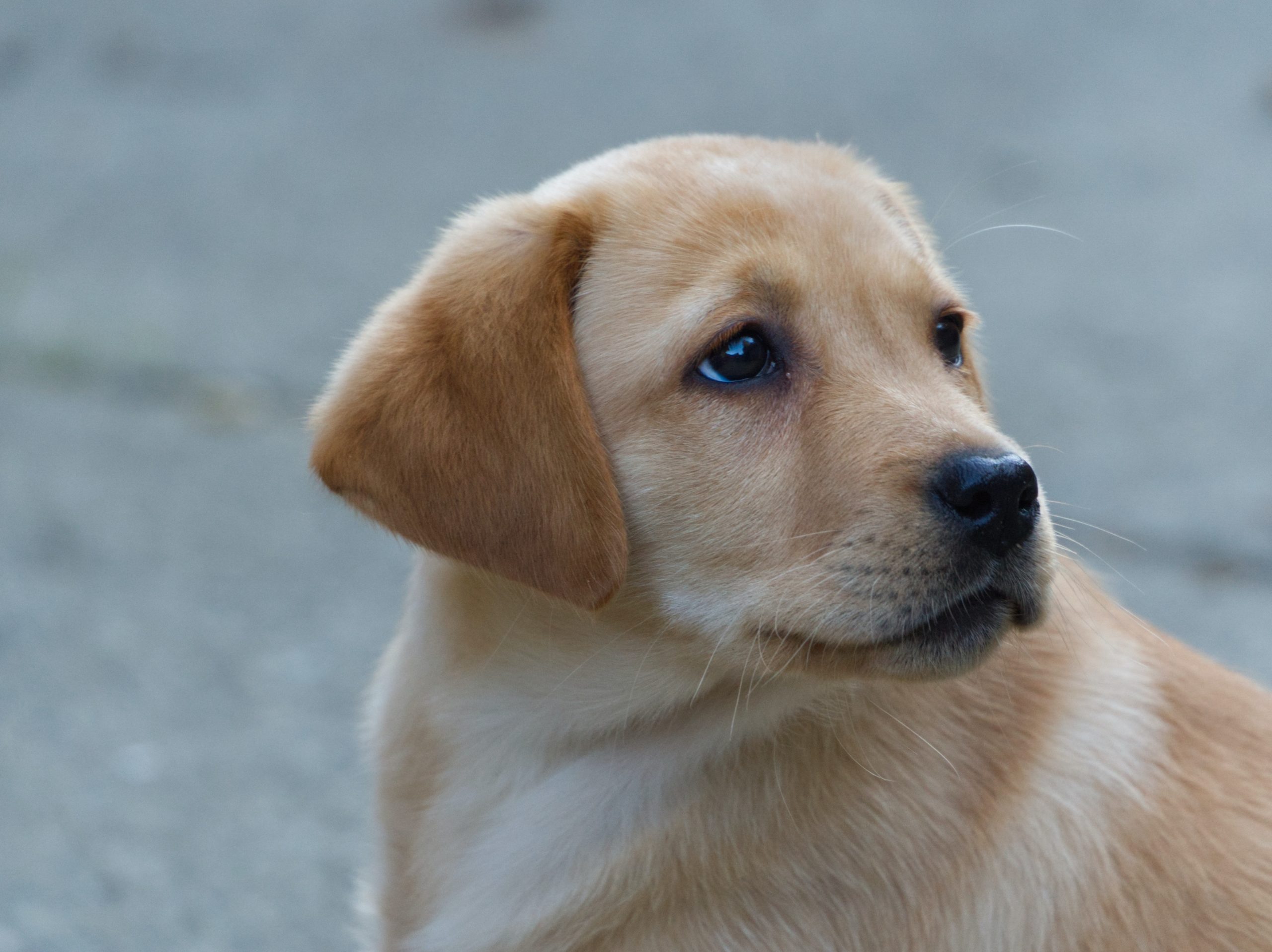 Labrador Retriever