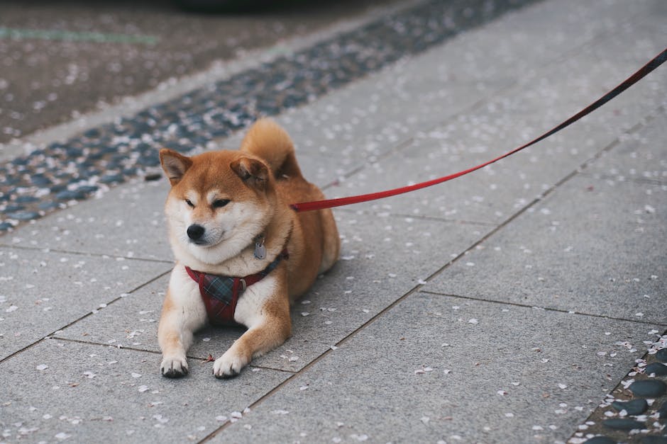 Shiba Inu